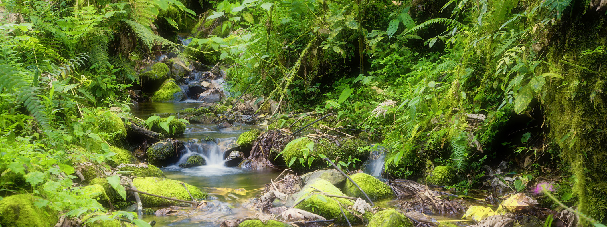 Deep jungle of Amazon